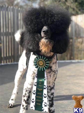 SouthsiderCanines Picture 2